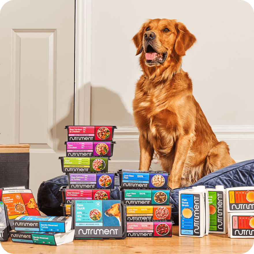 A brown dog is sitting besides a bunch of nutriment food.
