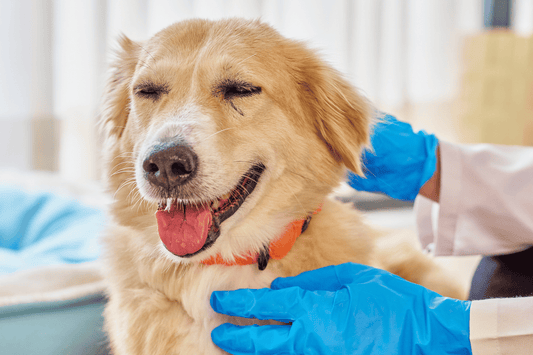 A Major Fresh Dog Food Recall Has Just Happened: Here's What Your Customers Need to Know