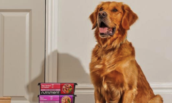 A dog sits next to Nutriment food