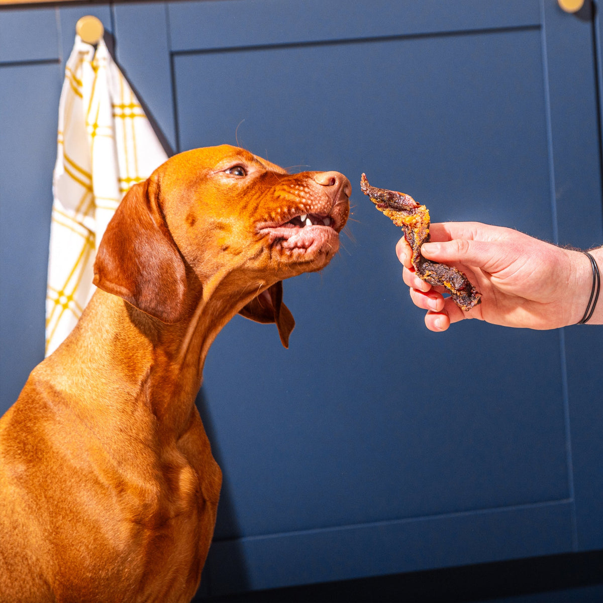 A brown dog with a short coat looks intently at a human hand holding a dried treat in front of its face, set against a dark blue kitchen cabinet background with a yellow-and-white towel hanging on the left.