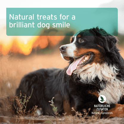 AniForte® Dental Snack - AniForte UK
