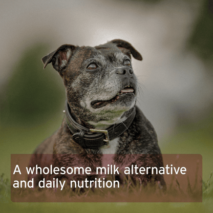 AniForte® Goat Milk Powder 500g - AniForte UK