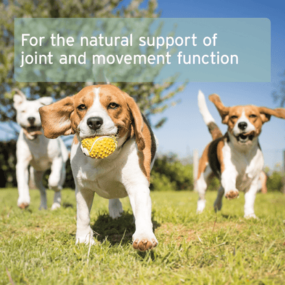 Green Lipped Mussel Capsules for Dogs - Joint Support Supplement - AniForte UK