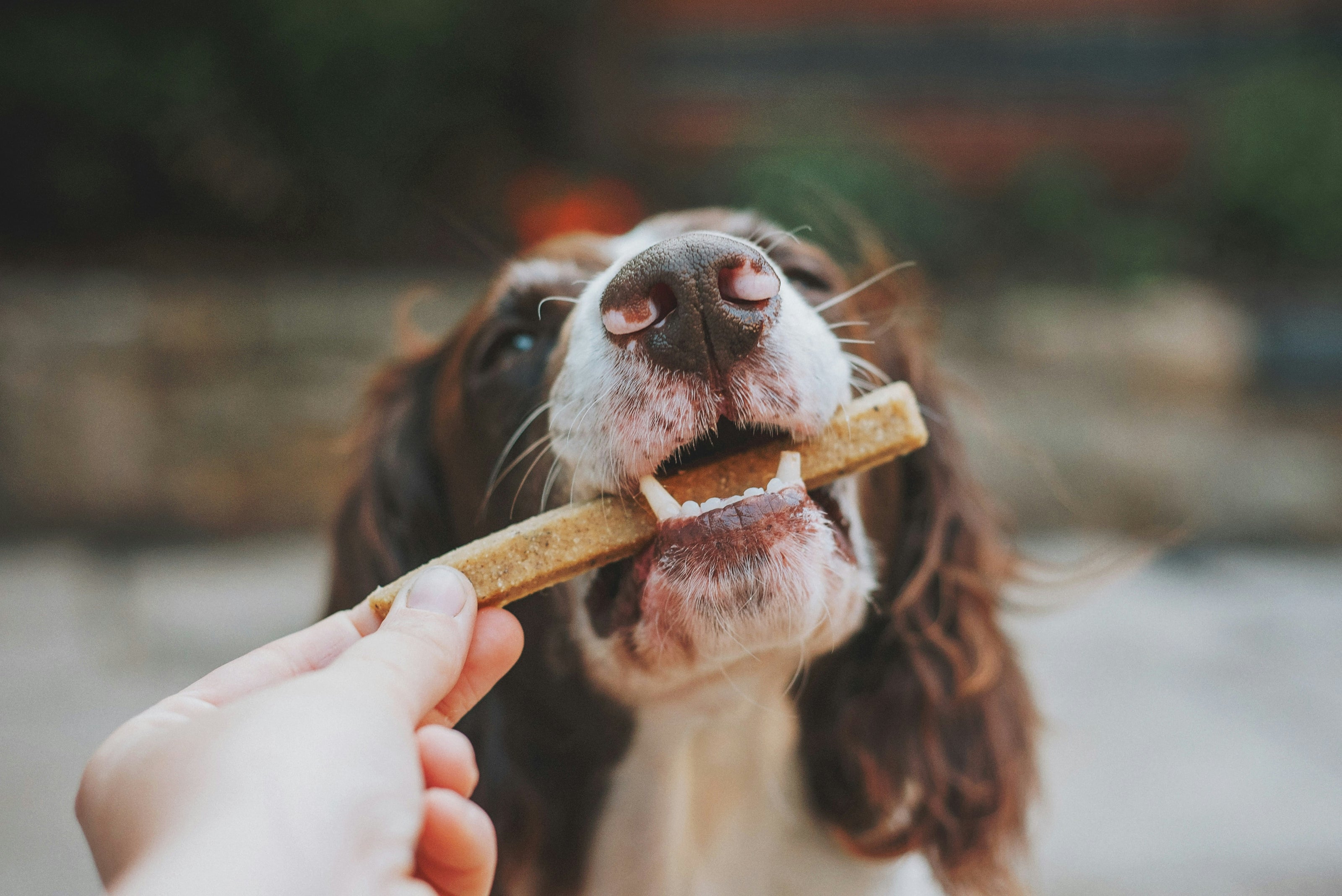 Dog taking a treat from a person's hand with a blurred background